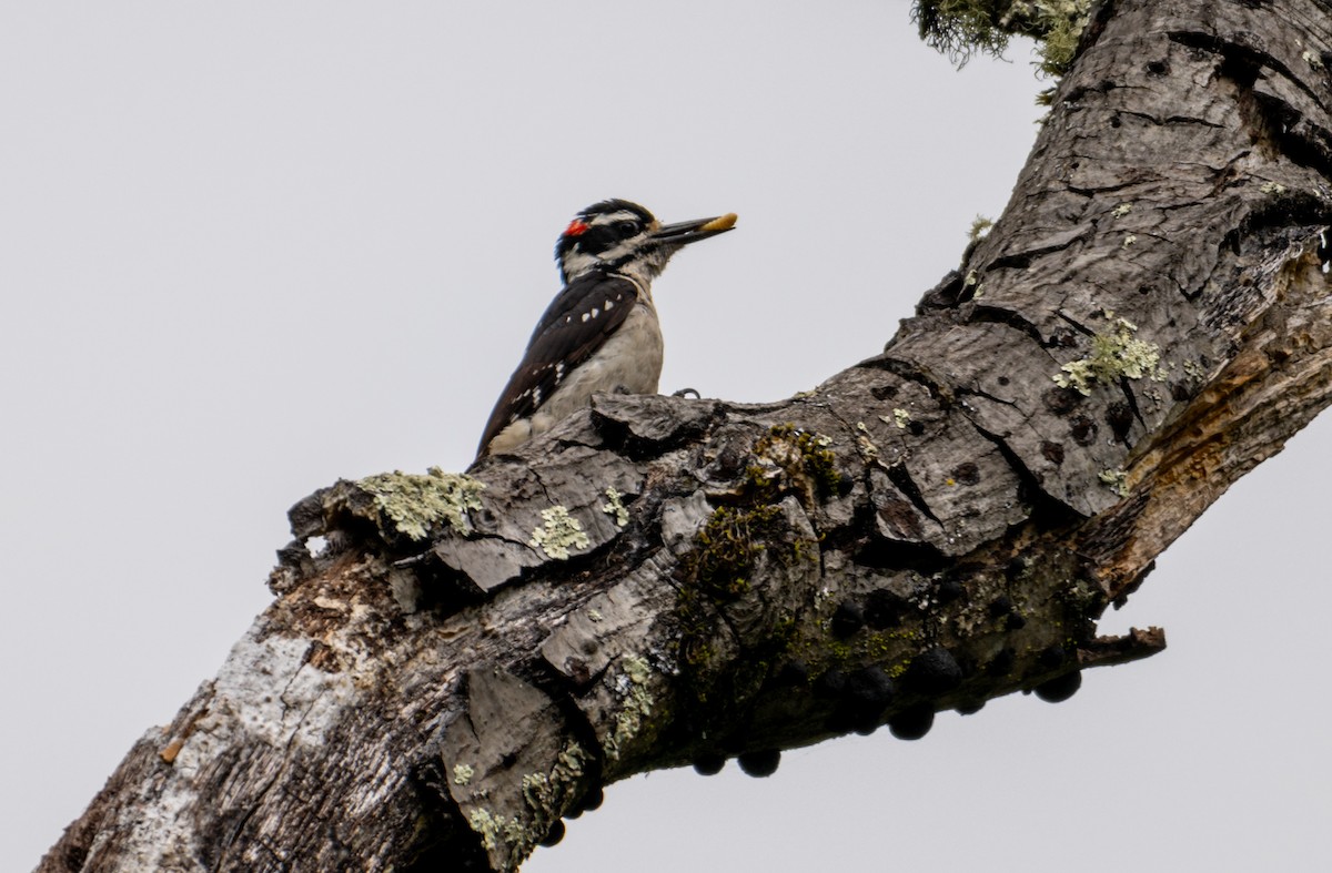 Hairy Woodpecker - Melani King