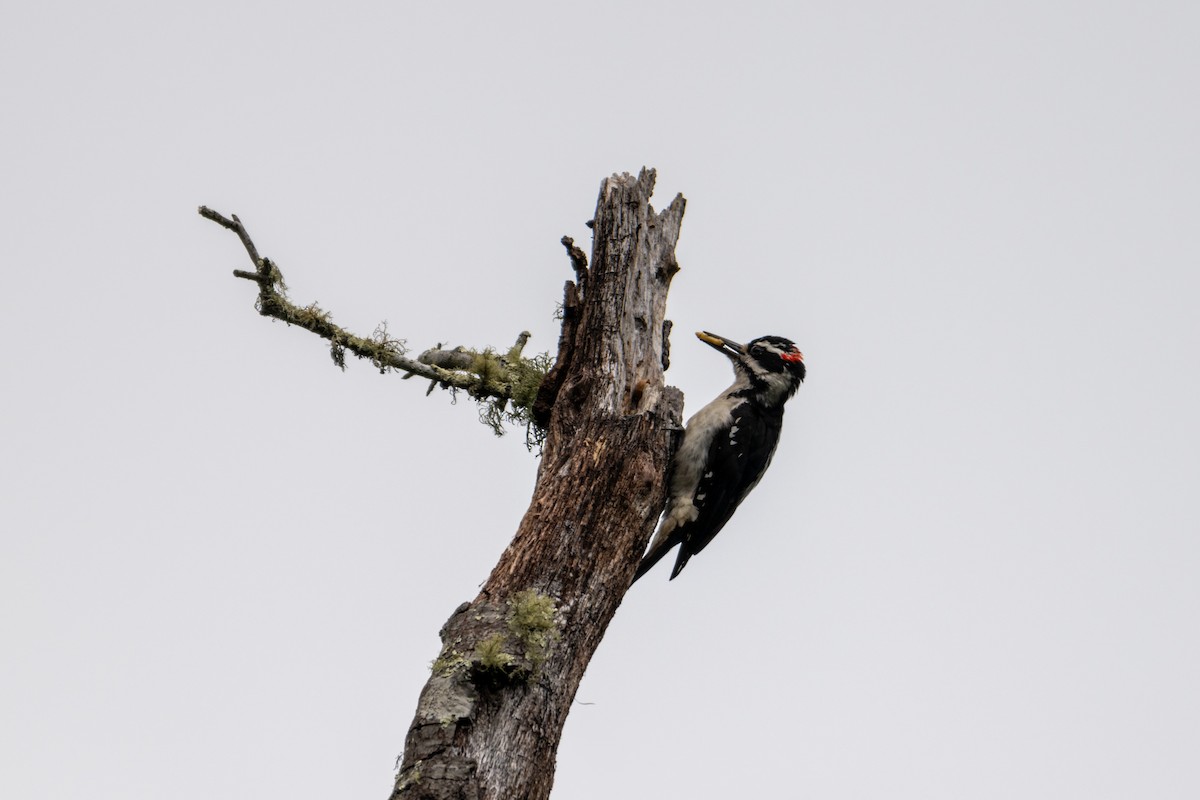 Hairy Woodpecker - Melani King