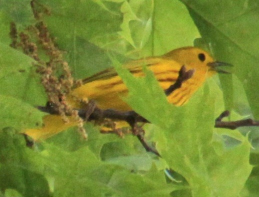 Yellow Warbler (Northern) - Samuel Harris