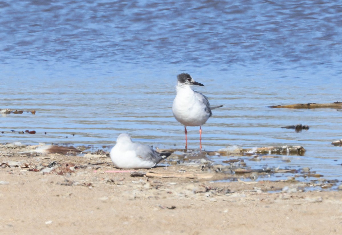 Bonaparte's Gull - ML619552804