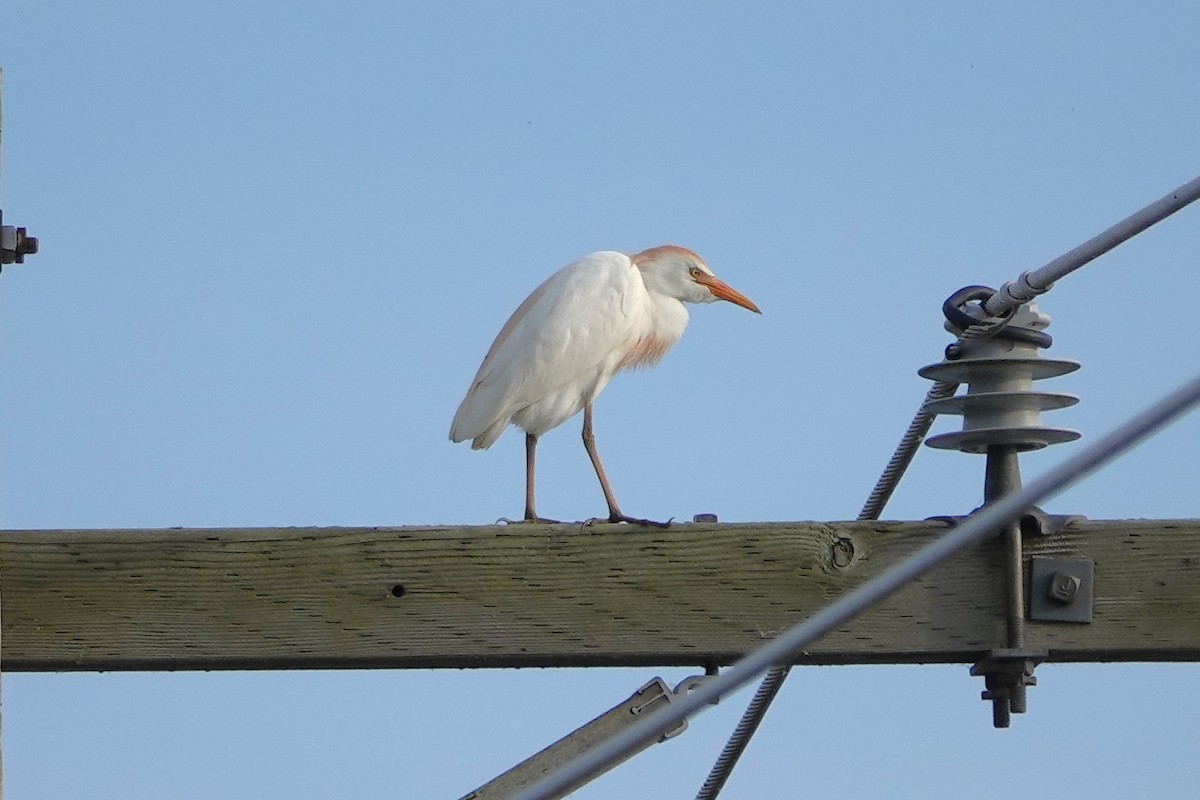 Western Cattle Egret - Lisa Todd