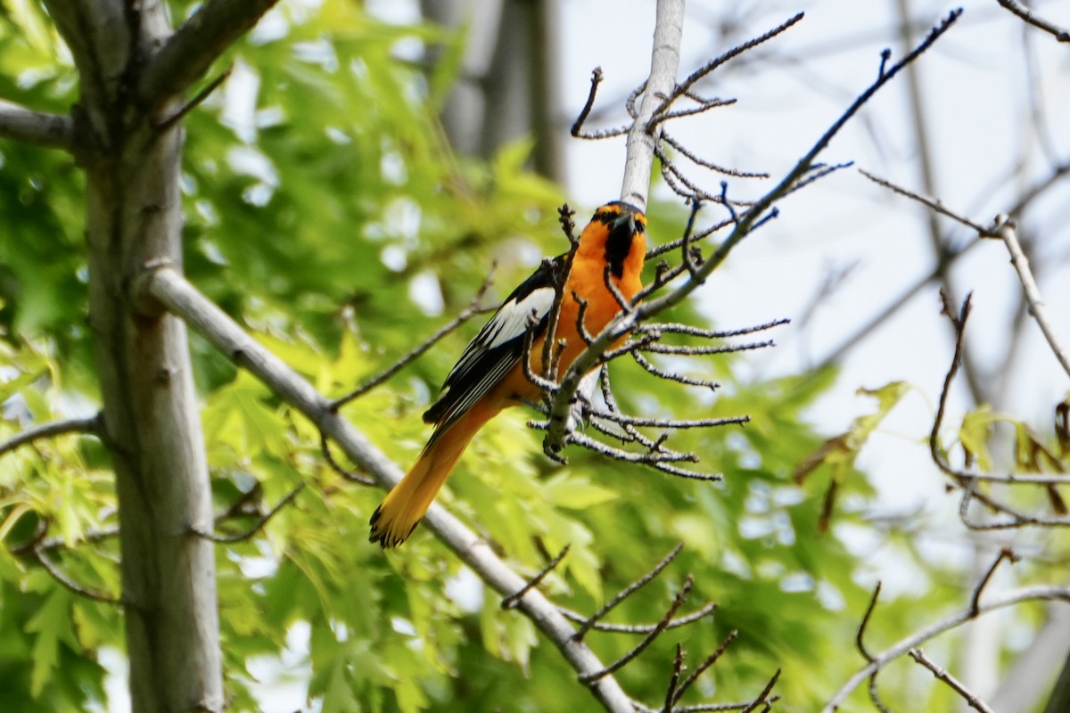 Bullock's Oriole - Kevin Waggoner