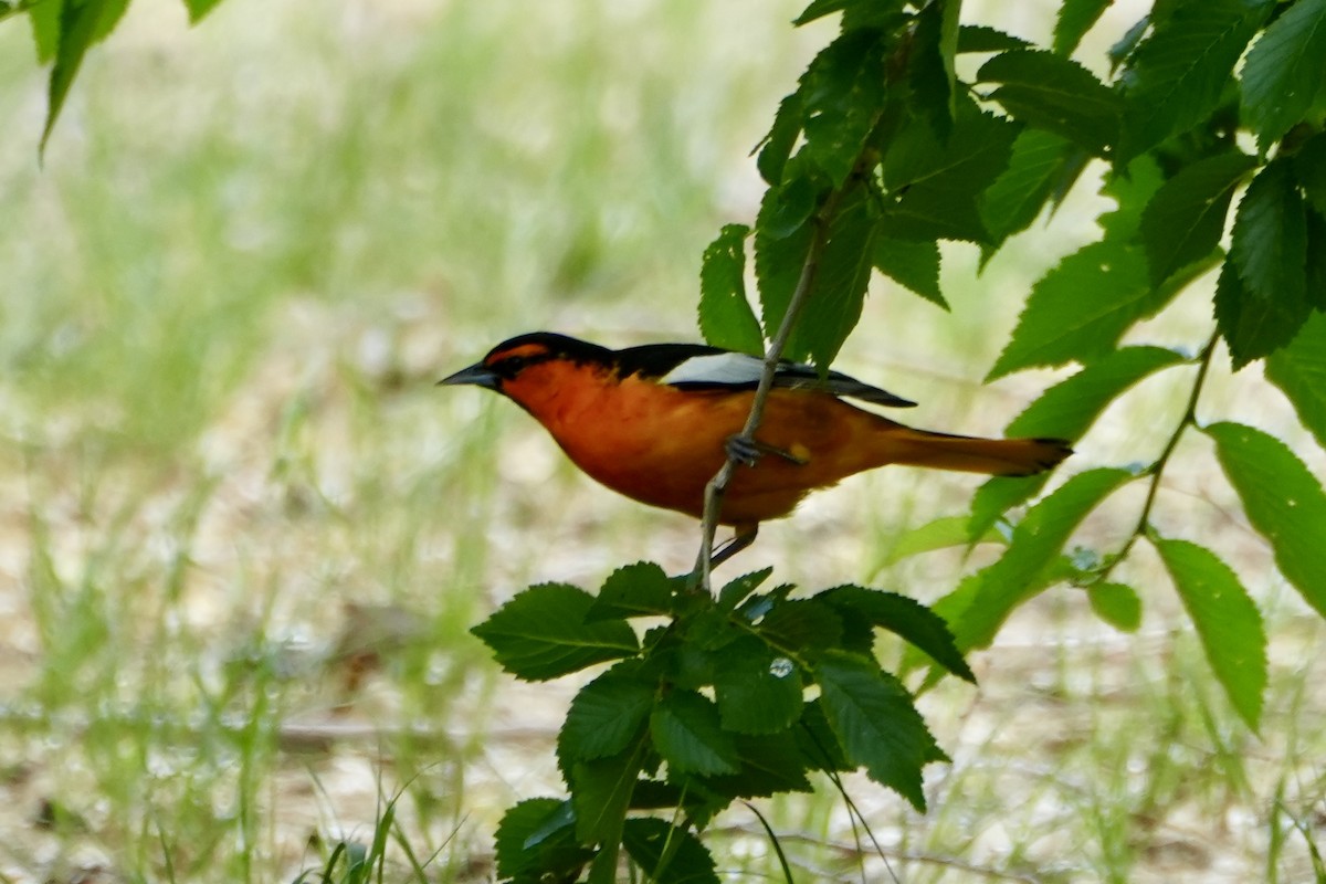 Bullock's Oriole - Kevin Waggoner