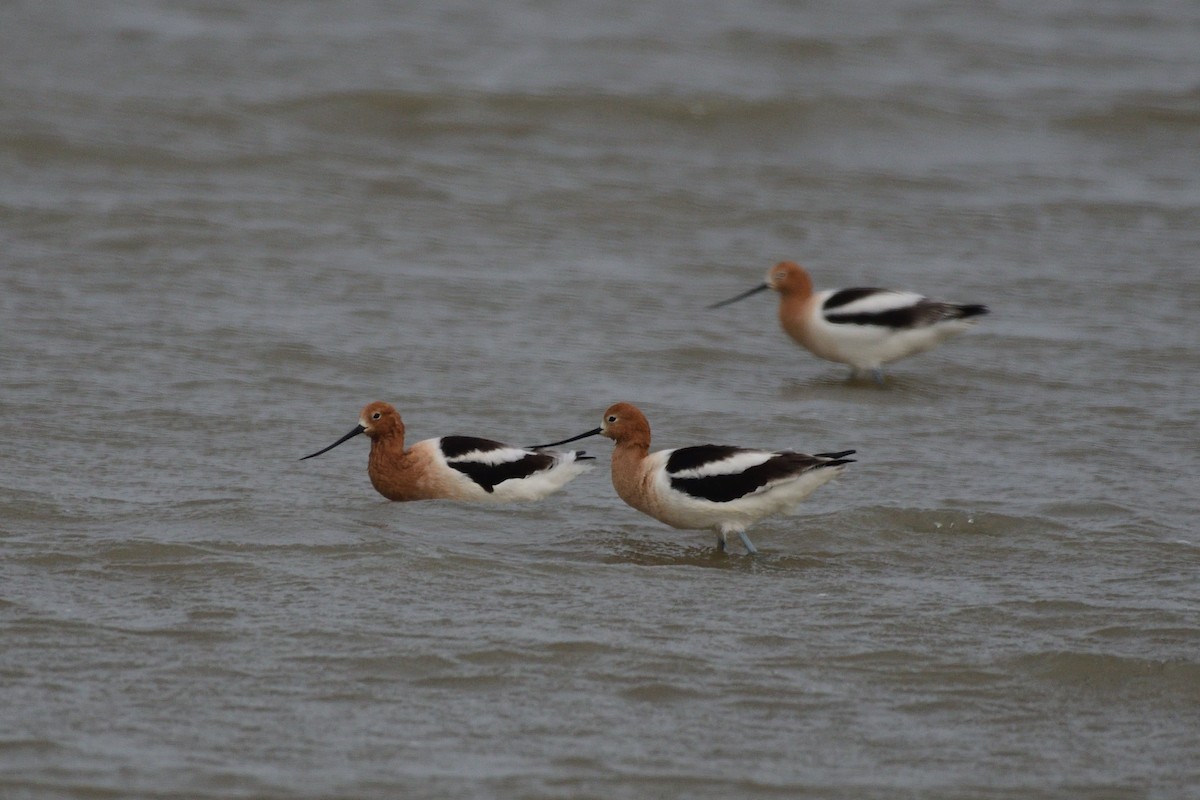 Avocette d'Amérique - ML619552811