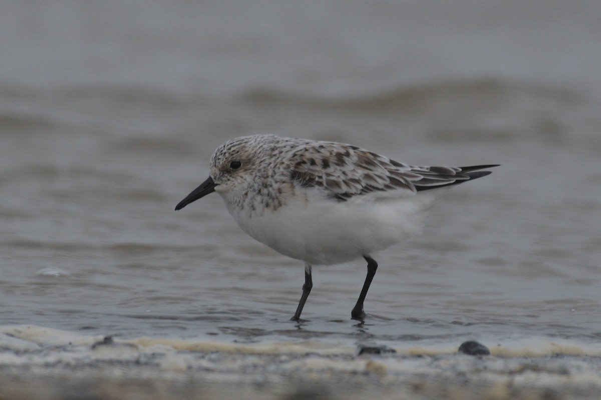 Sanderling - M Kelly