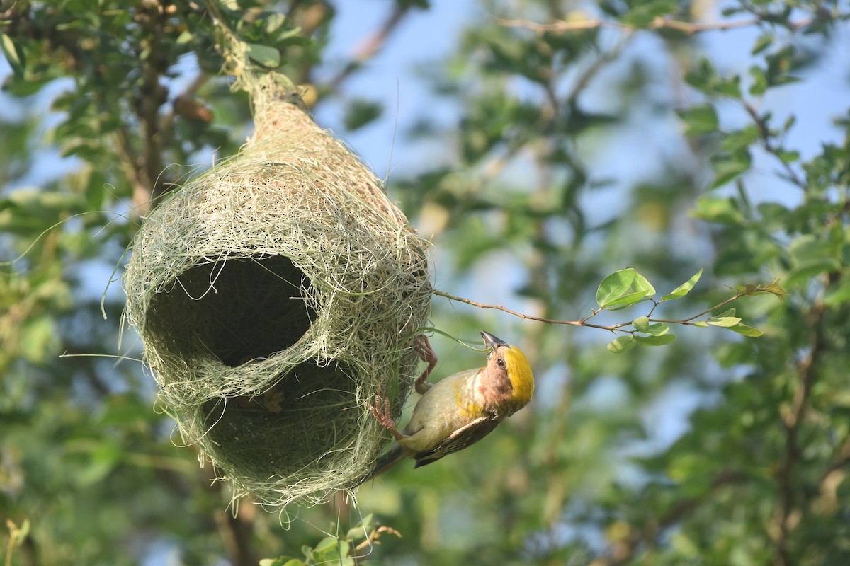 Baya Weaver - Gyanchandra Gyani