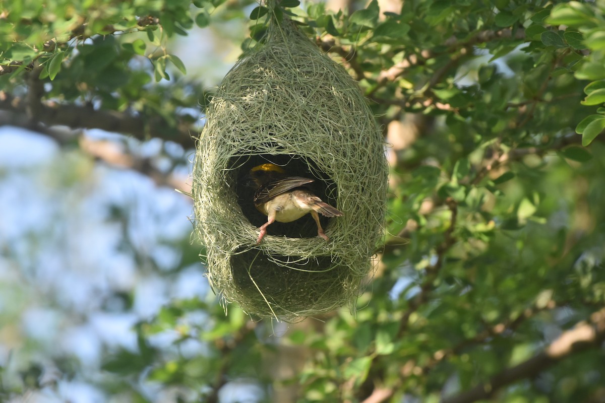 Baya Weaver - Gyanchandra Gyani