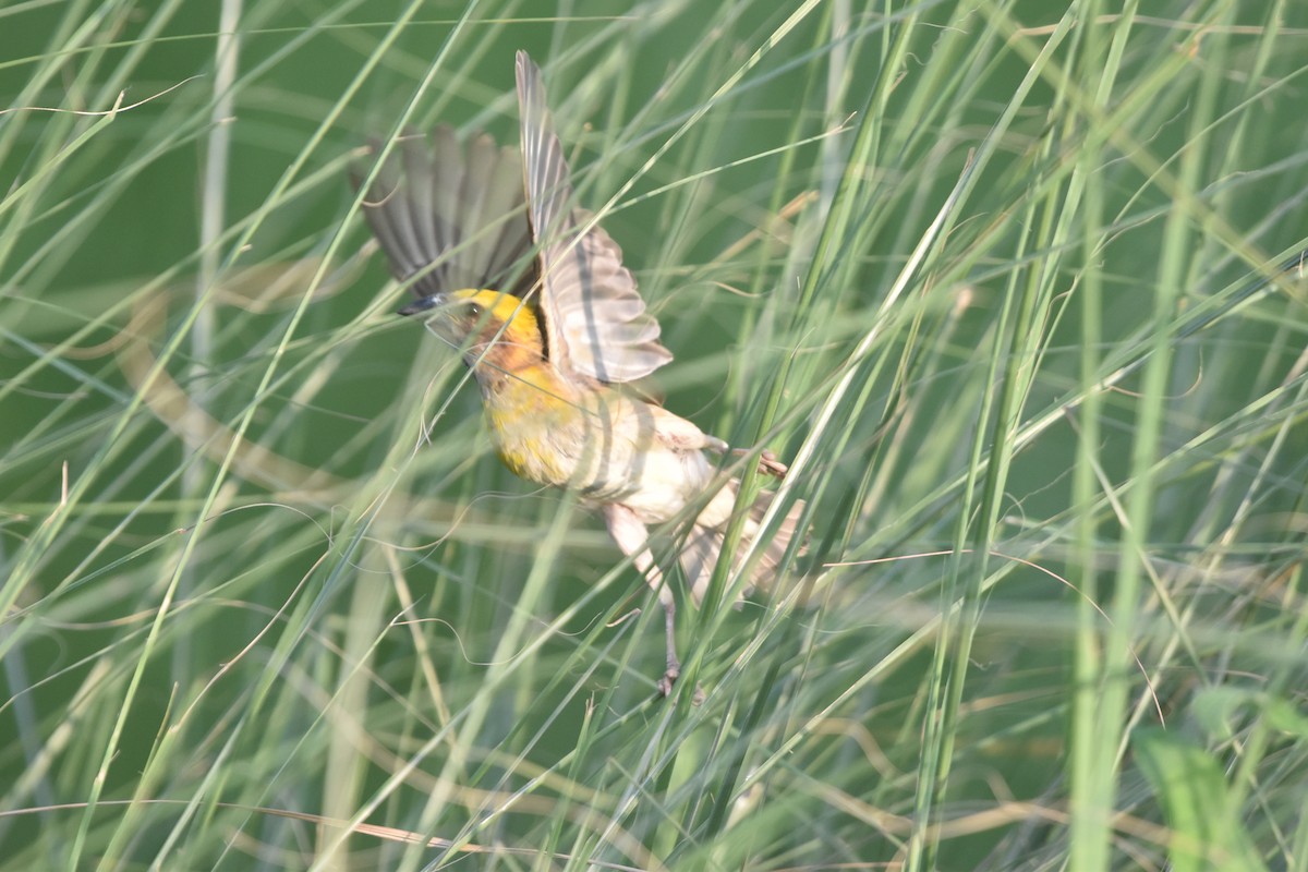 Baya Weaver - Gyanchandra Gyani