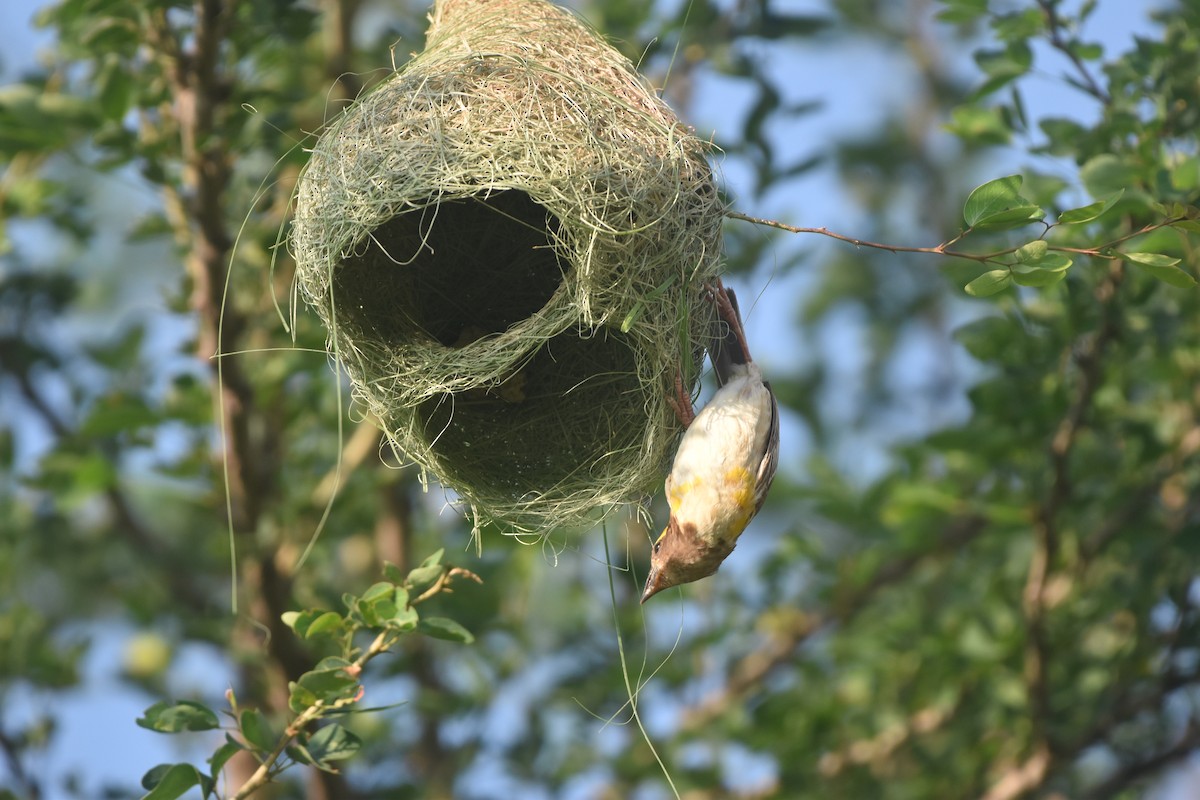 Baya Weaver - Gyanchandra Gyani