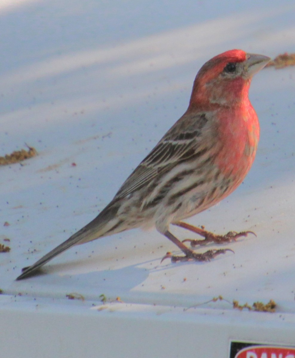 House Finch - Samuel Harris