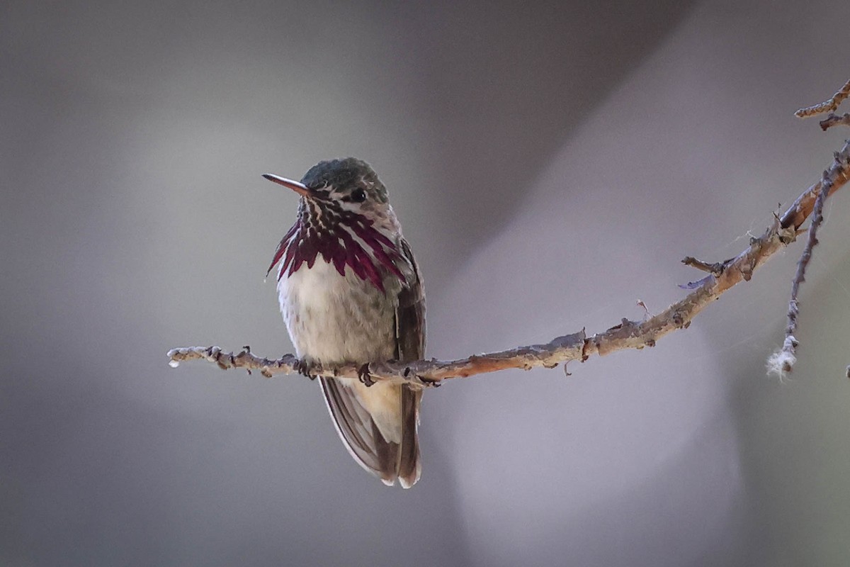 Calliope Hummingbird - Skip Russell