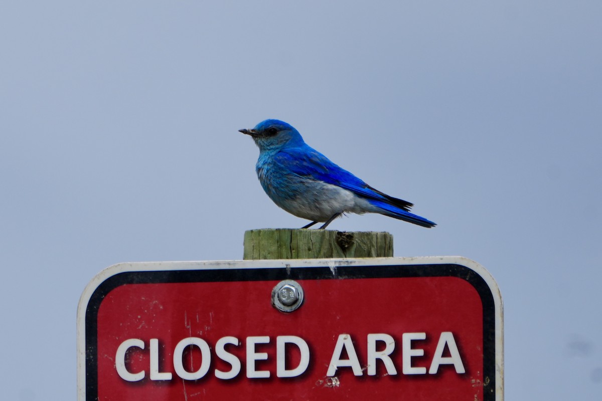 Mountain Bluebird - Kevin Waggoner