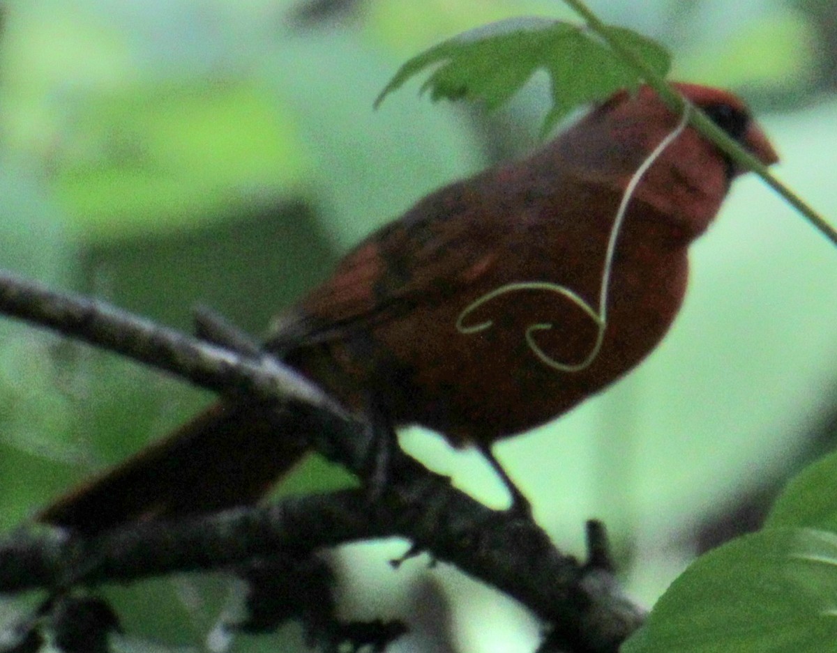 Northern Cardinal - Samuel Harris