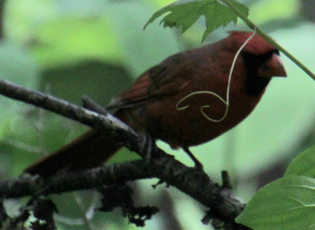 Northern Cardinal - Samuel Harris