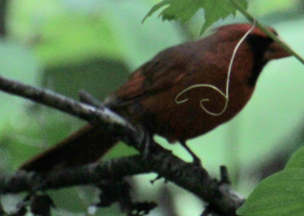 Northern Cardinal - Samuel Harris