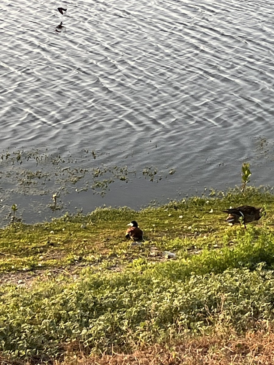 Ruddy Duck - Nick Krolikowski