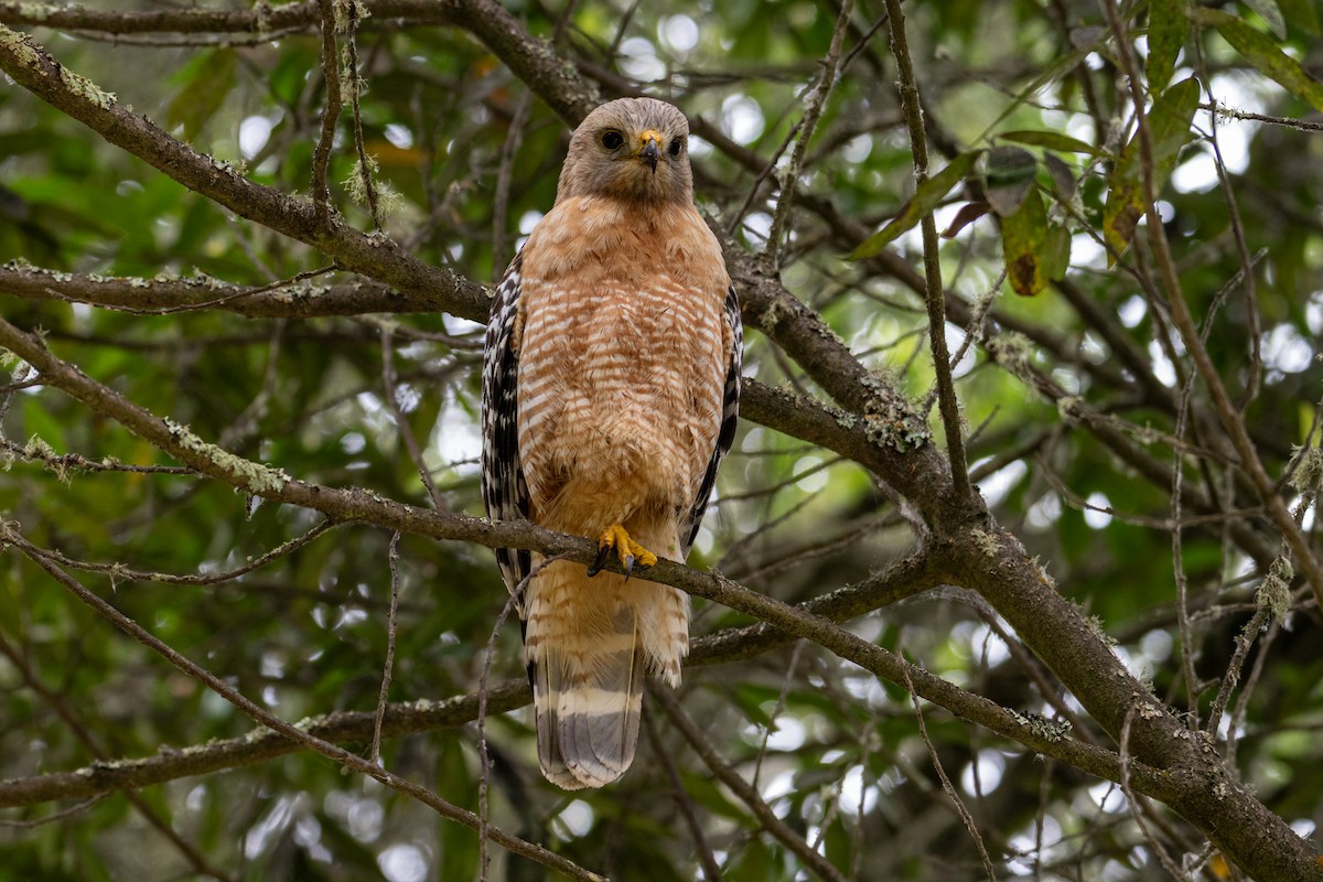 Red-shouldered Hawk - Melani King