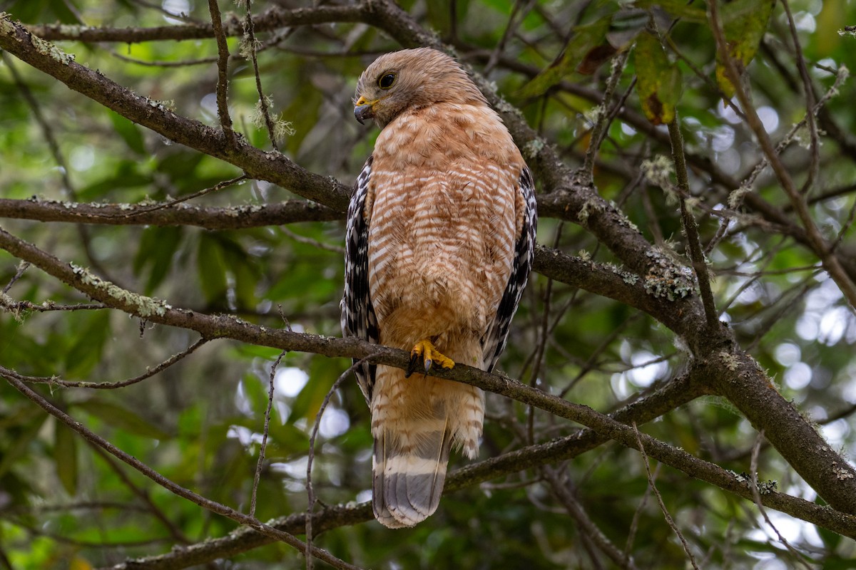 Red-shouldered Hawk - Melani King