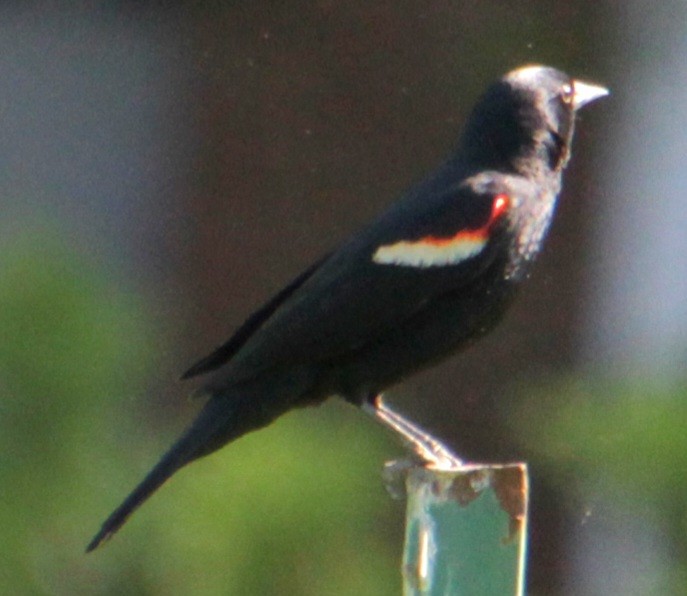 Red-winged Blackbird (Red-winged) - Samuel Harris