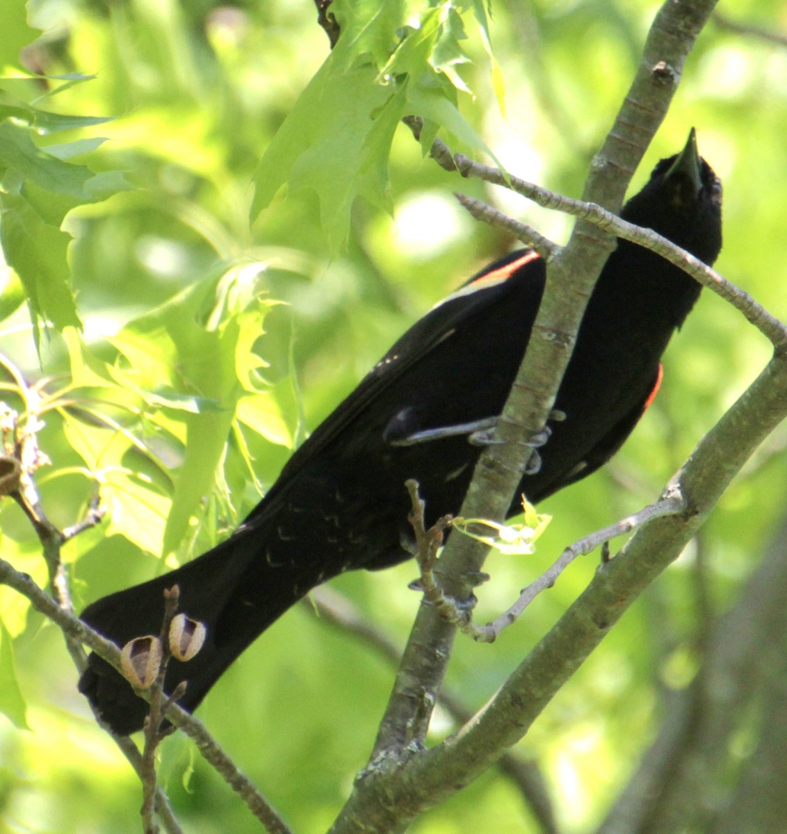 Red-winged Blackbird (Red-winged) - Samuel Harris