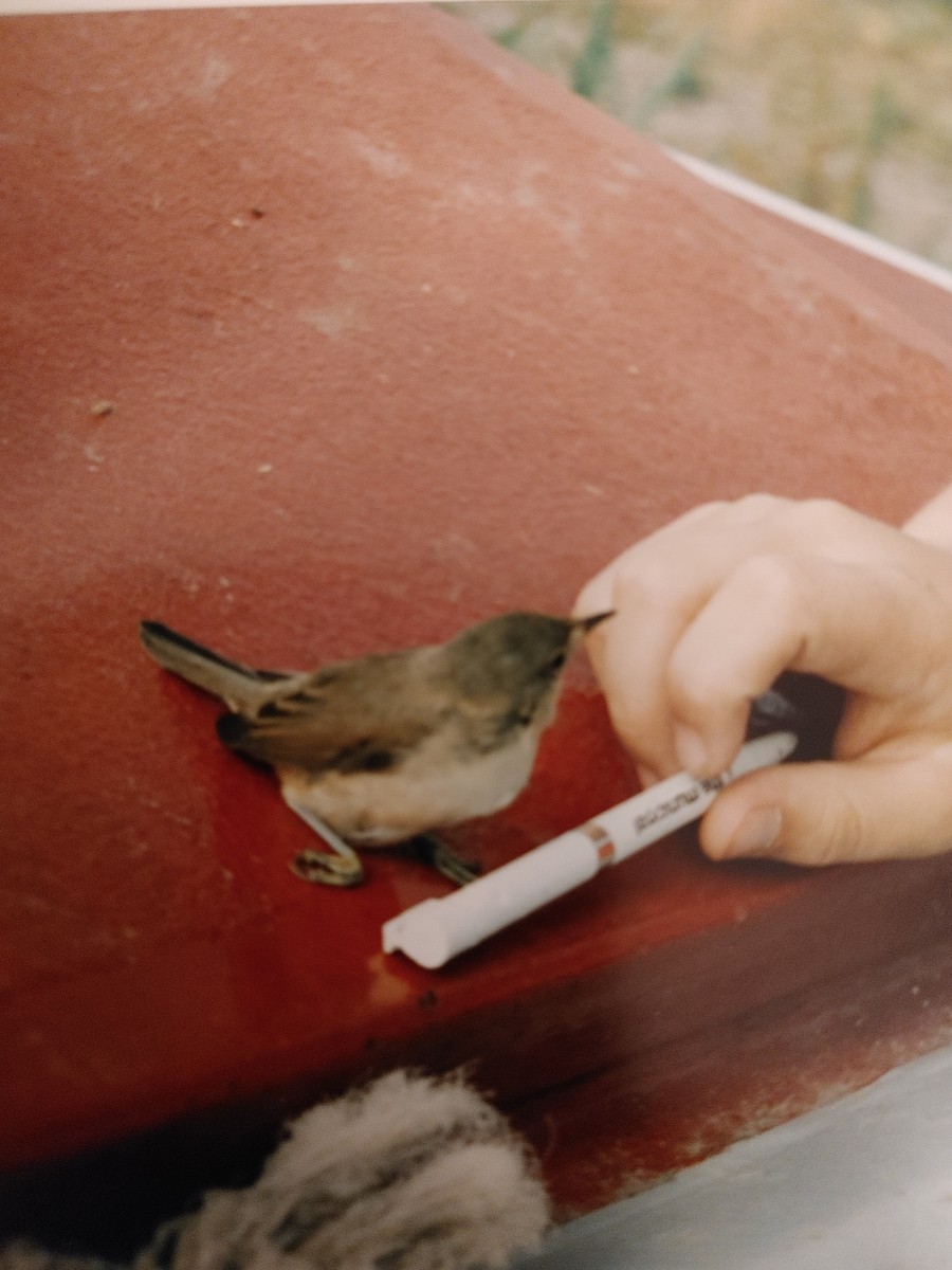 Common Reed Warbler - Tim Hain
