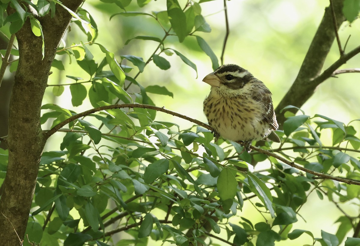 Rose-breasted Grosbeak - Grace Simms  🐦‍⬛