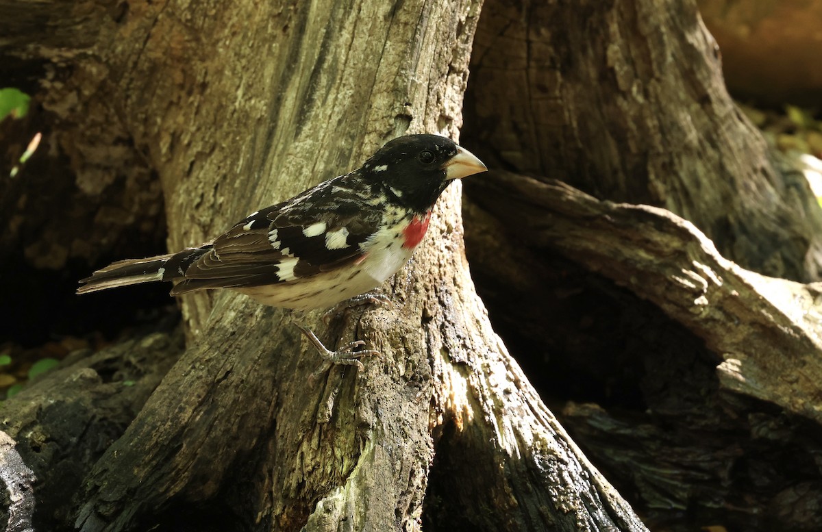 Rose-breasted Grosbeak - Grace Simms  🐦‍⬛