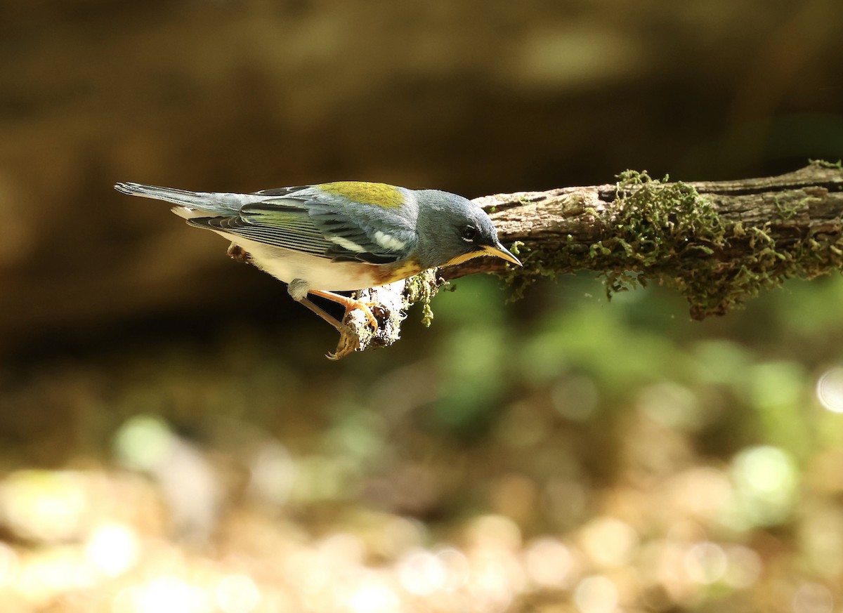 Northern Parula - Grace Simms  🐦‍⬛