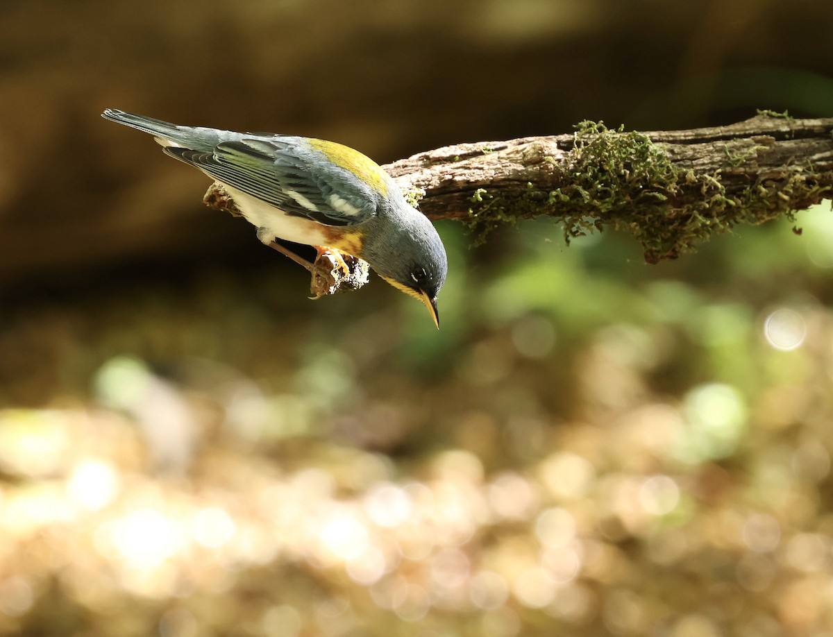 Northern Parula - Grace Simms  🐦‍⬛