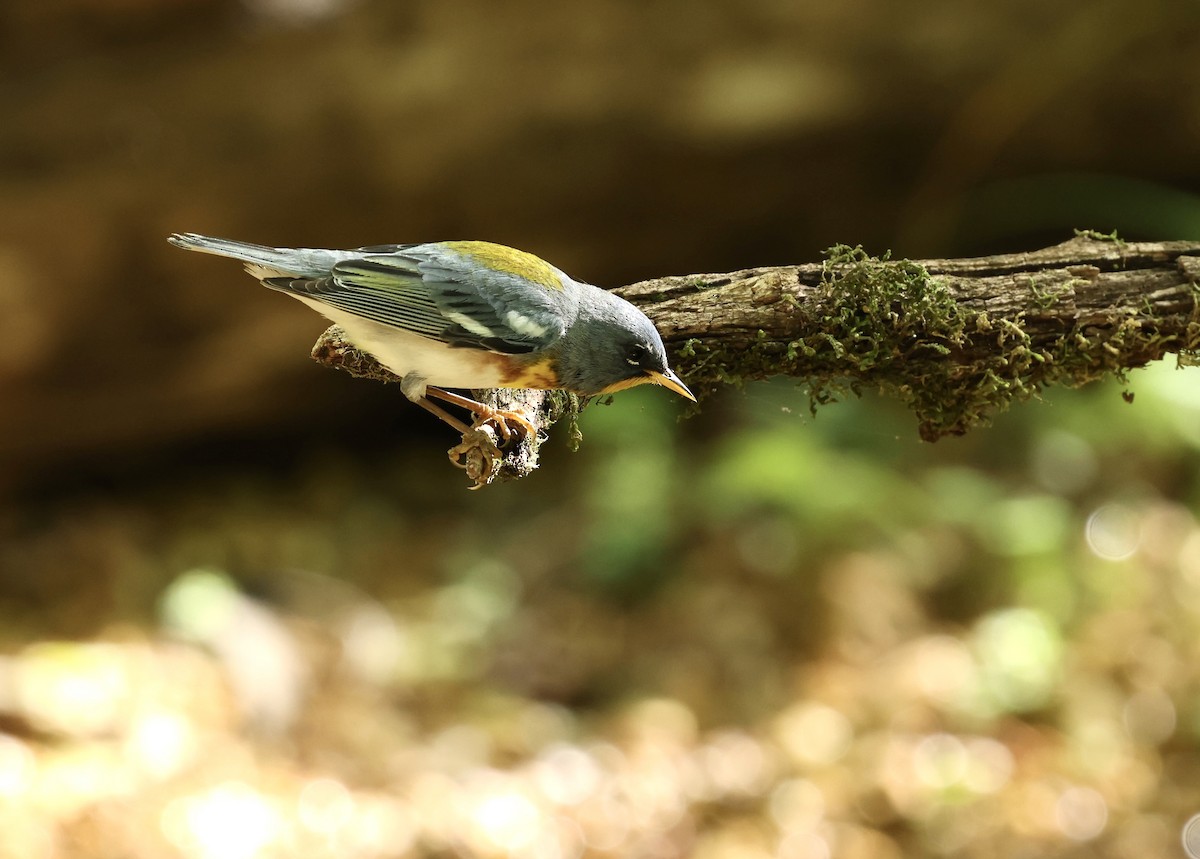 Northern Parula - Grace Simms  🐦‍⬛