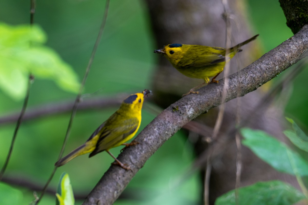 Wilson's Warbler - Melani King