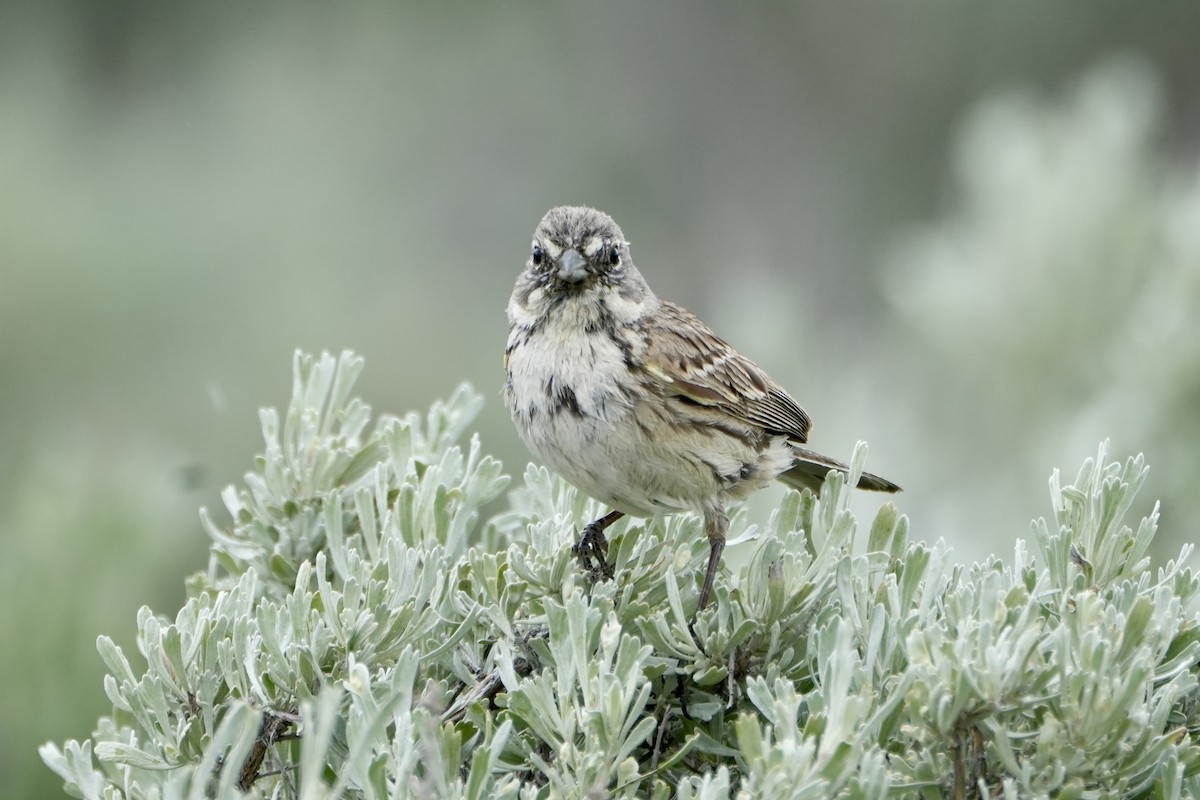 Sagebrush Sparrow - ML619552864