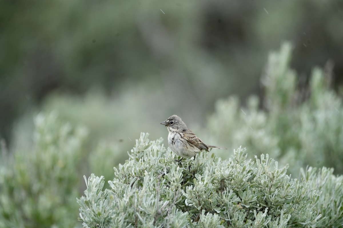 Sagebrush Sparrow - Kevin Waggoner