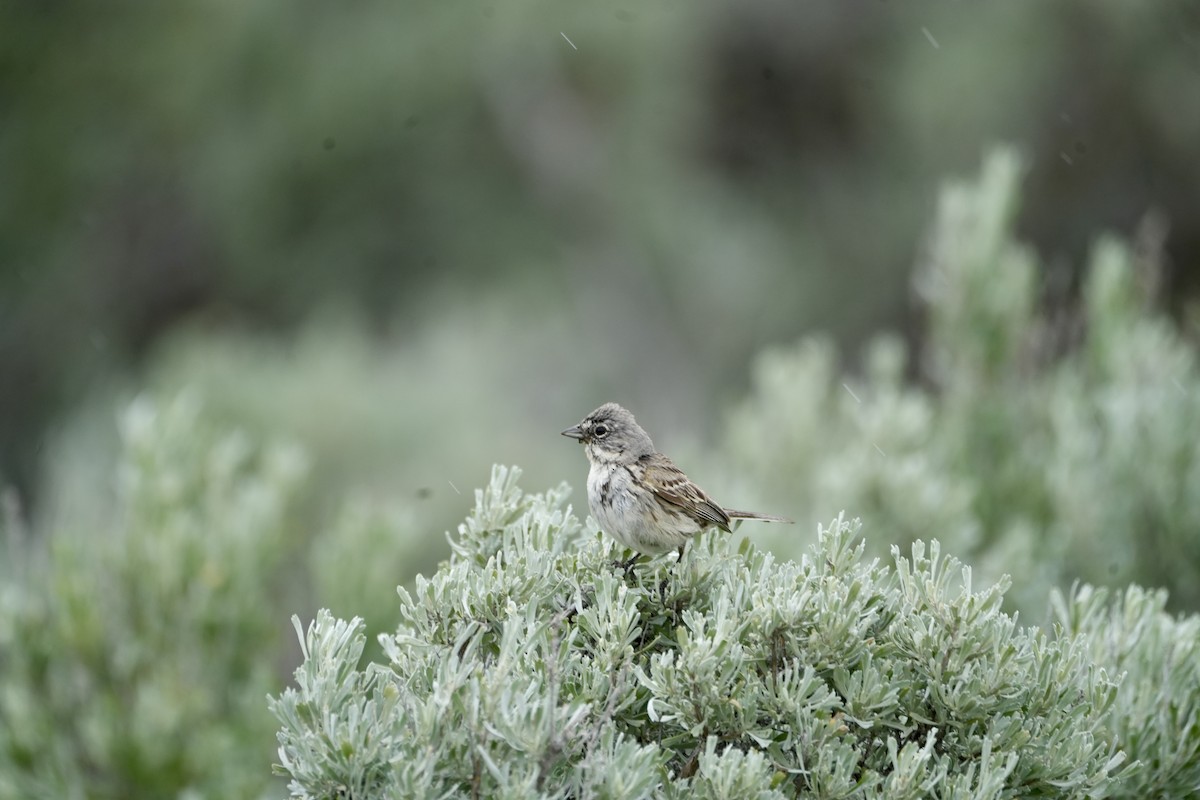 Sagebrush Sparrow - ML619552865