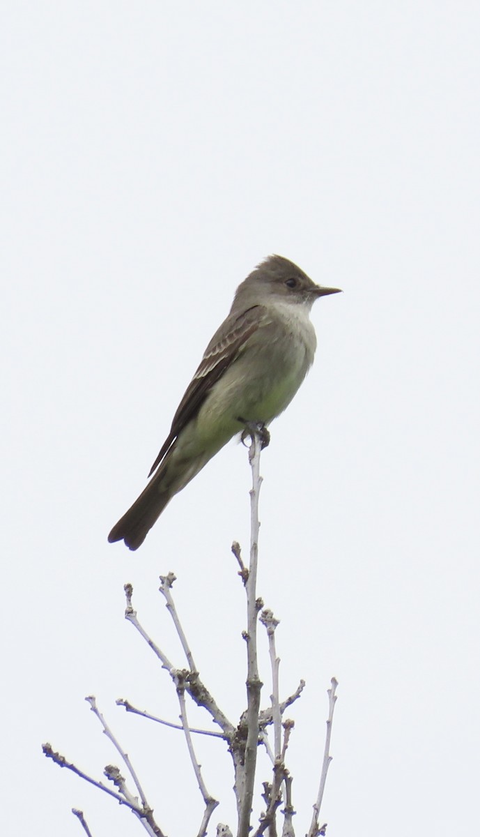 Western Wood-Pewee - Annette Megneys