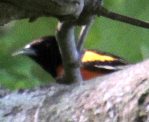 Baltimore Oriole - Samuel Harris