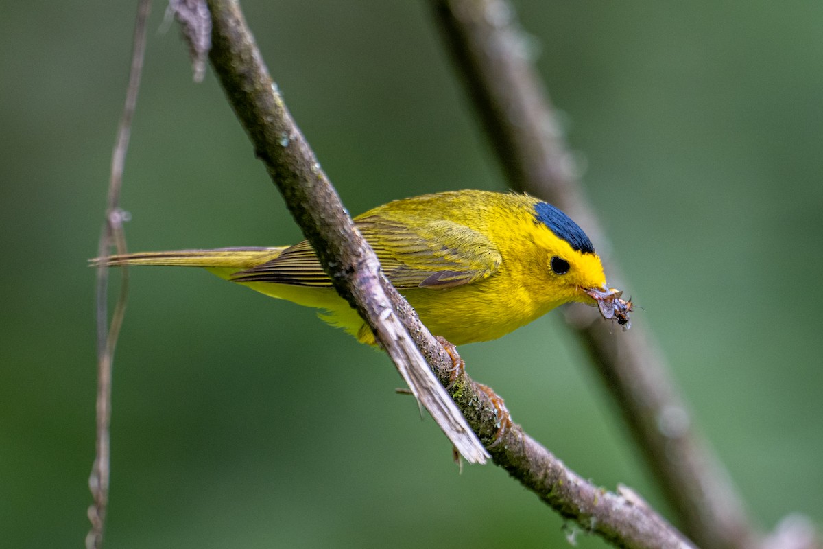 Wilson's Warbler - Melani King