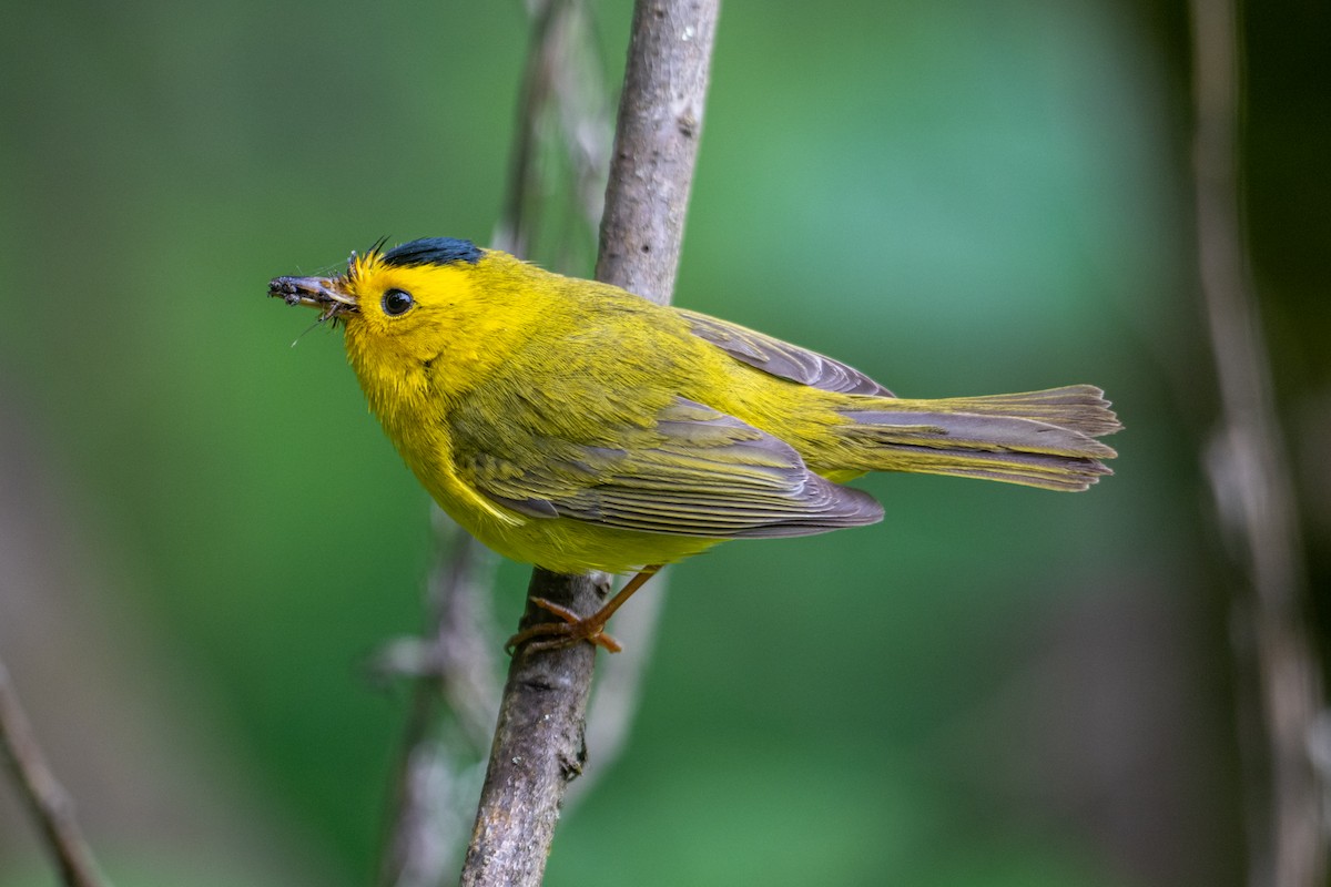 Wilson's Warbler - ML619552884