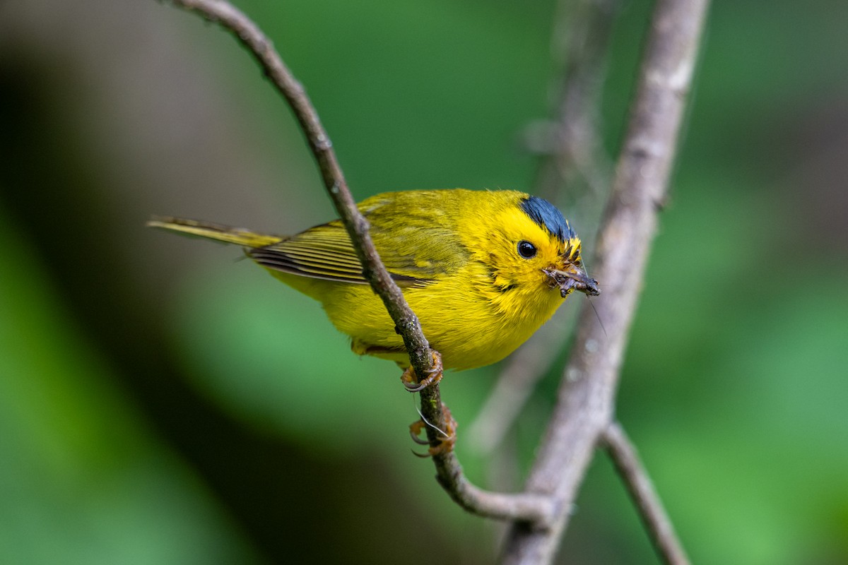 Wilson's Warbler - Melani King