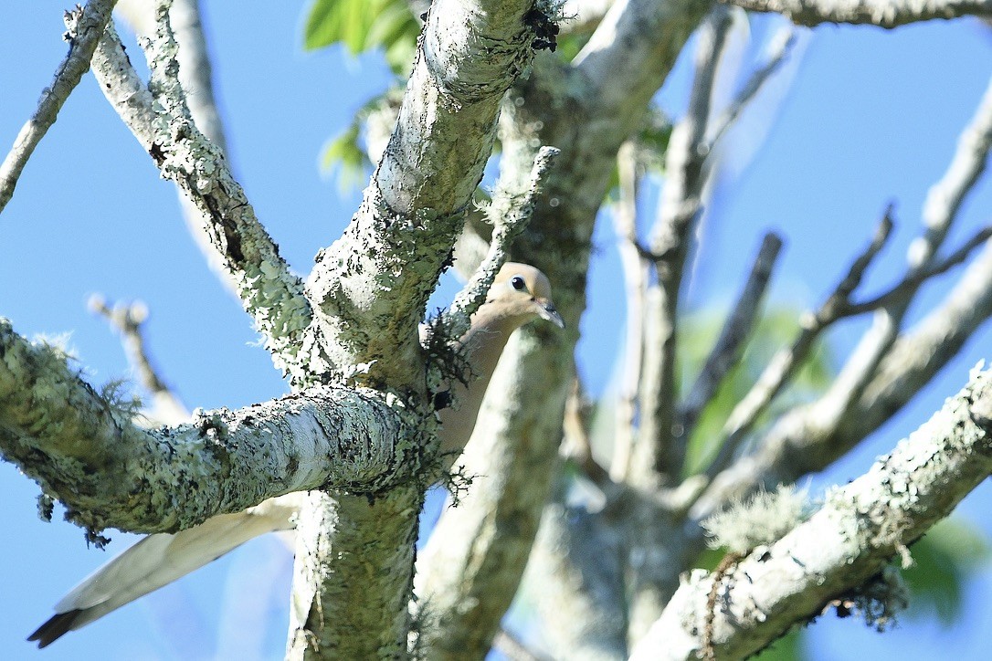 Mourning Dove - Beth Basile