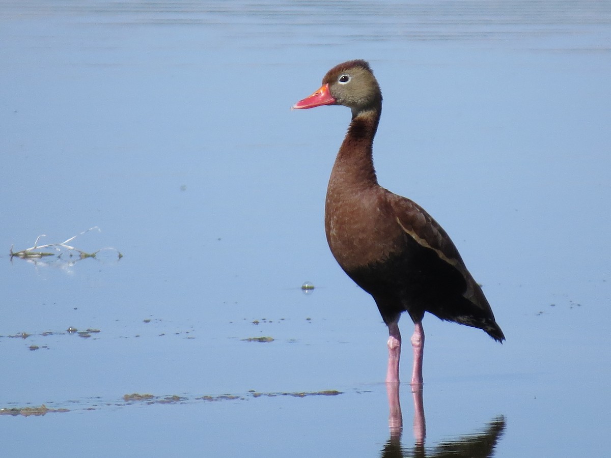 Black-bellied Whistling-Duck - Lorene Myers