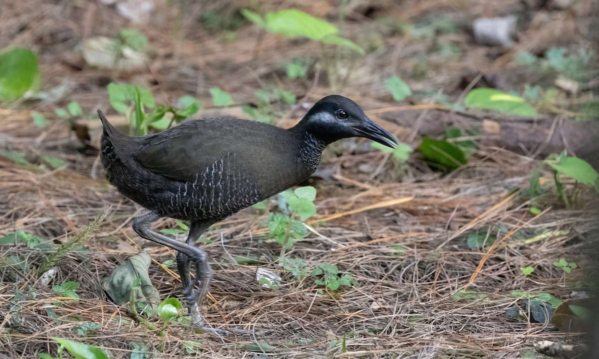 Barred Rail - ML619552893