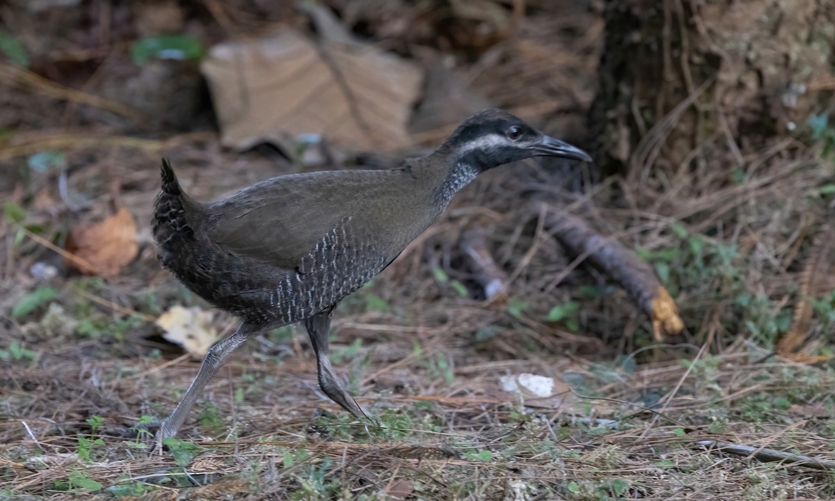 Barred Rail - ML619552894