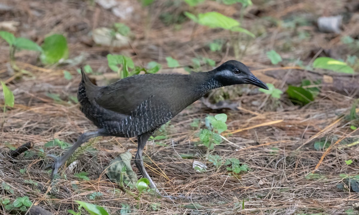 Barred Rail - ML619552895