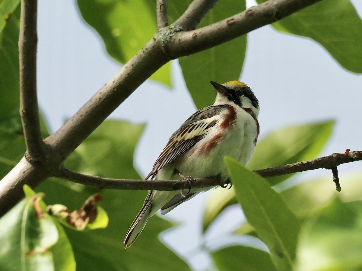 Chestnut-sided Warbler - Sarah Preston