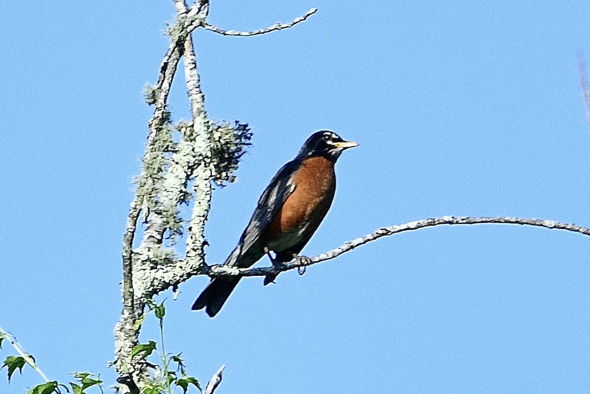 American Robin - Beth Basile