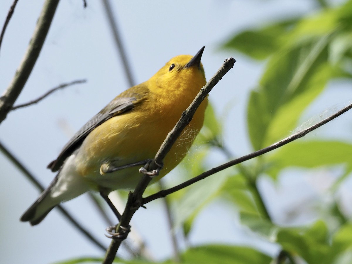 Prothonotary Warbler - Sarah Preston