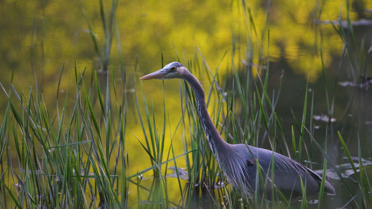 Great Blue Heron - Galya Dokshina