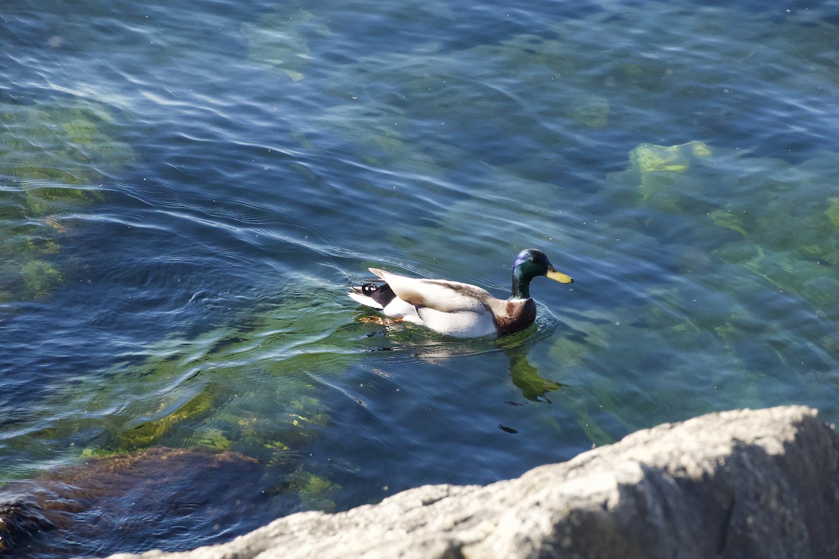 Mallard - Jerry Horak