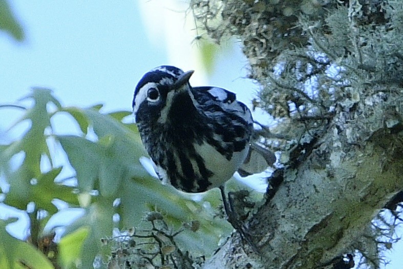 Black-and-white Warbler - Beth Basile